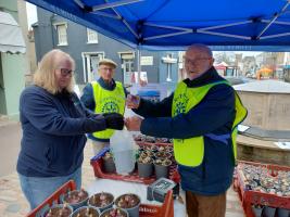 Hyacinths  - First Day of Selling