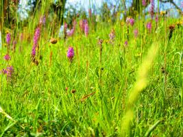 Environmental News 2026