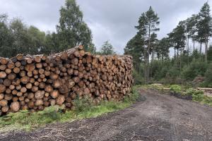 Scottish Forestry