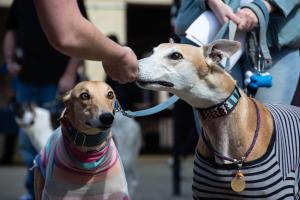Grey Hound Racing at The Hove Stadium.