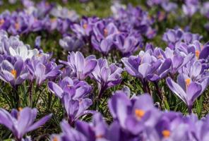 Crocus Corms Planted