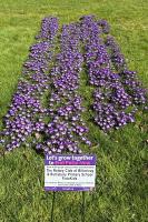 Crocuses at Buttsbury School