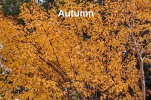 Autumn Impact