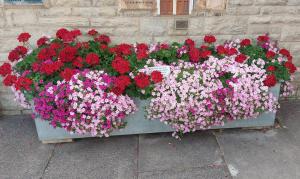Flowers in Nailsworth