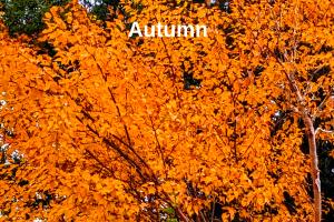 Autumn colour