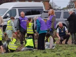 A story of crocus planting
