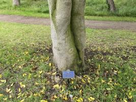 Memorial to Founder President Cliff Whitney