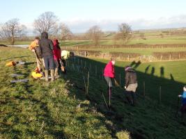 Caldbeck Scout Group planting crocuses