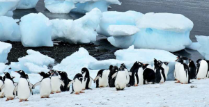 An Antarctica Adventure