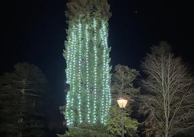 Tree of Light 2026