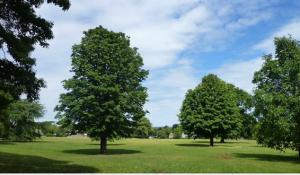 Sutton Tree Wardens Visit with Jeremy Tyler, Senior Warden for the London Borough of Sutton