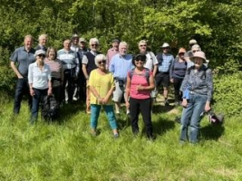 In search of Bluebells