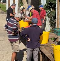 Planting Hyacinth Bulbs for Christmas 2026
