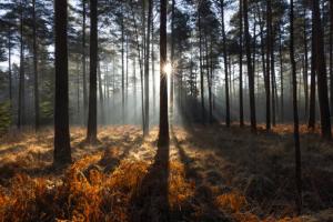 Speaker: Liz Taylor, The Woodland Trust
