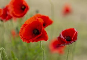 Remembrance Sunday