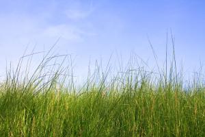 In the Long Green Grass