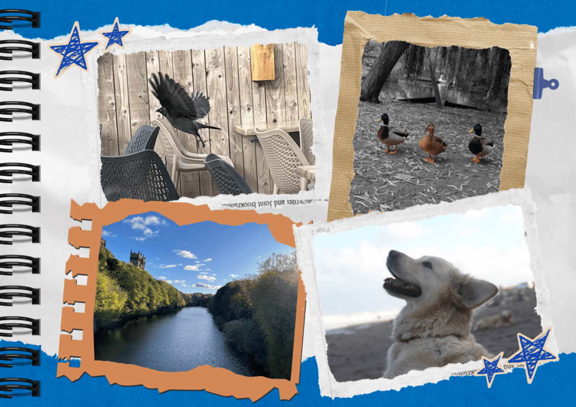 Collage of recent winners