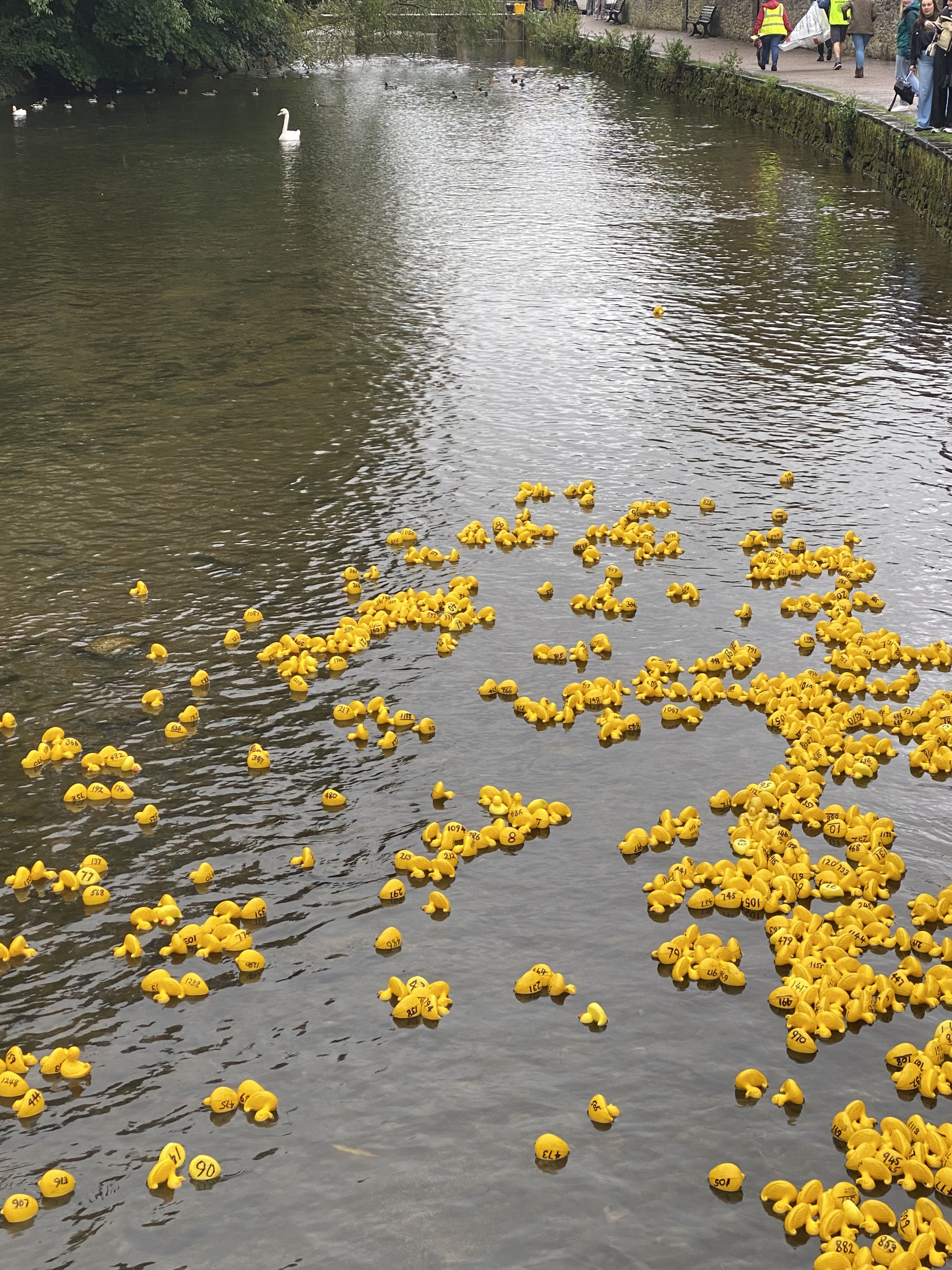 Ducks racing